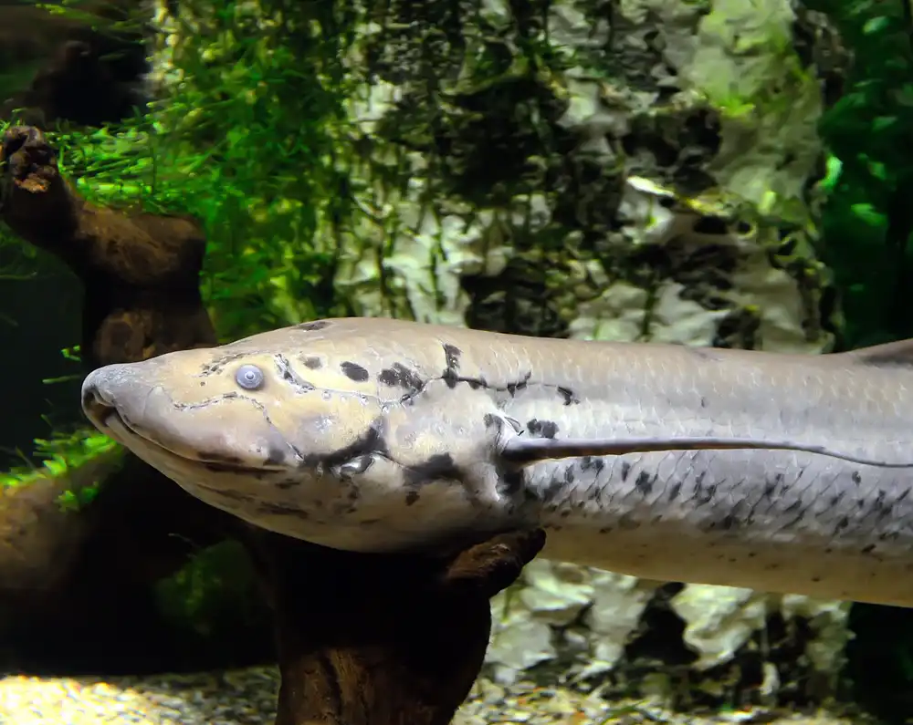 Fish Species