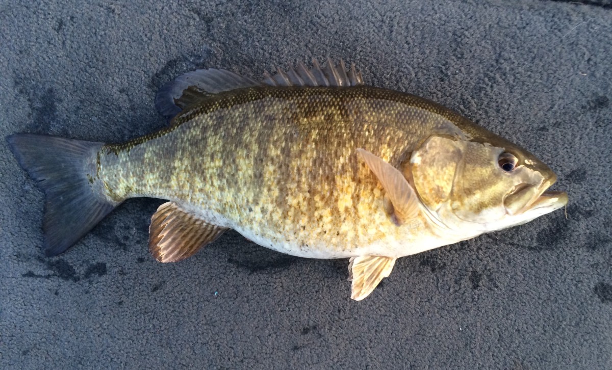 Bass, Smallmouth