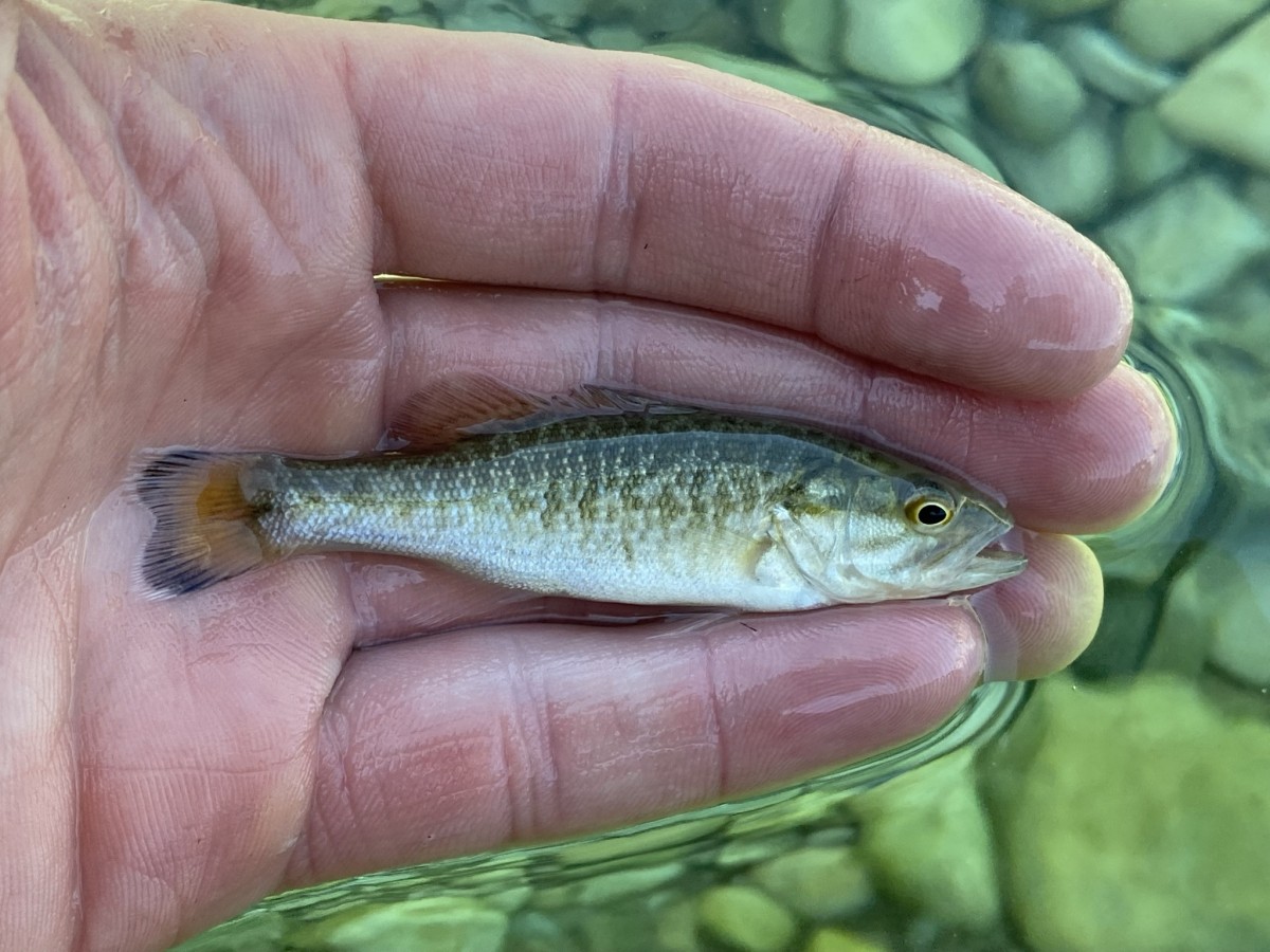 Bass, Smallmouth (Juvenile)