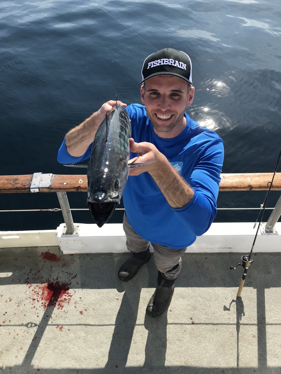 Pacific Bonito