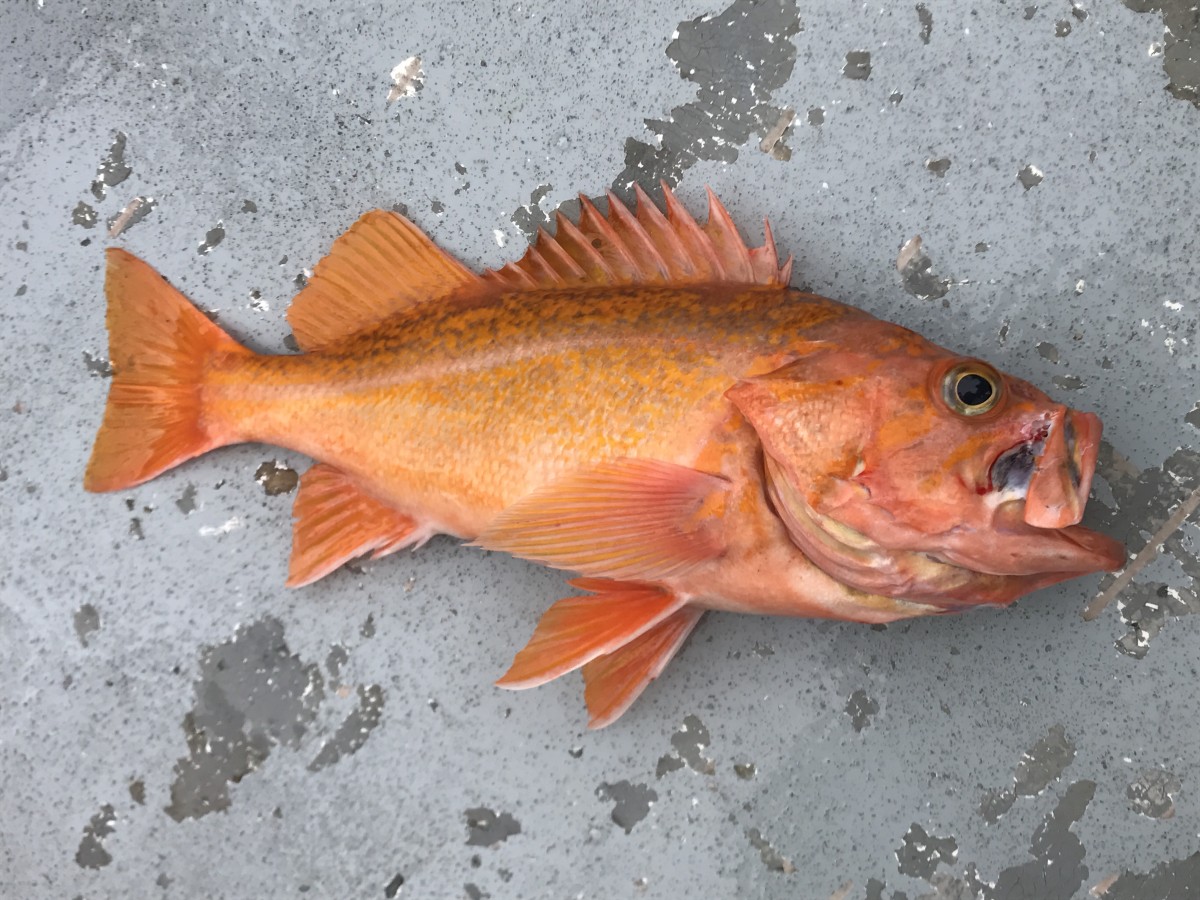 Rockfish, Canary
