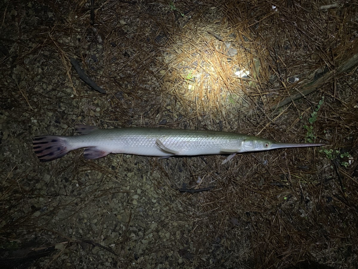 Gar, Longnose