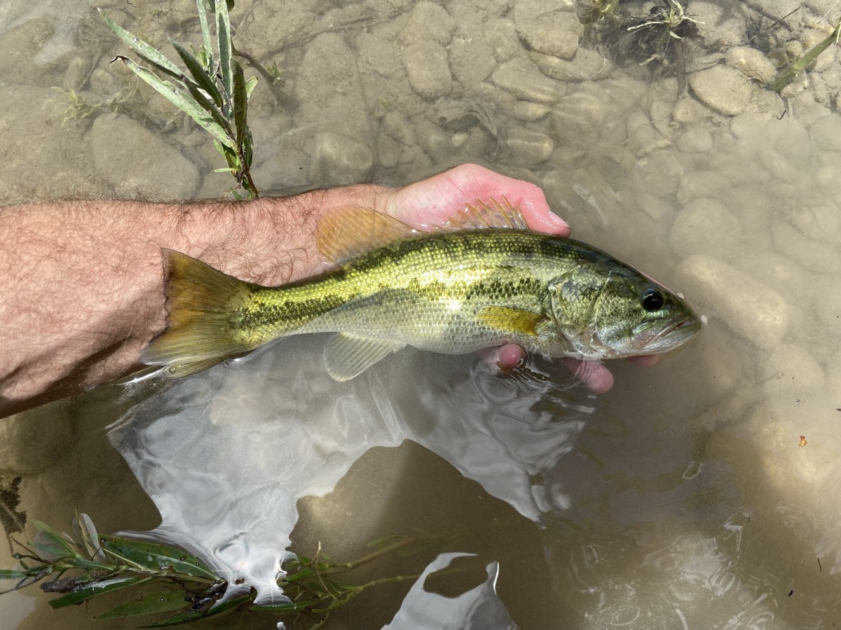 Micropterus treculii, Guadalupe Bass