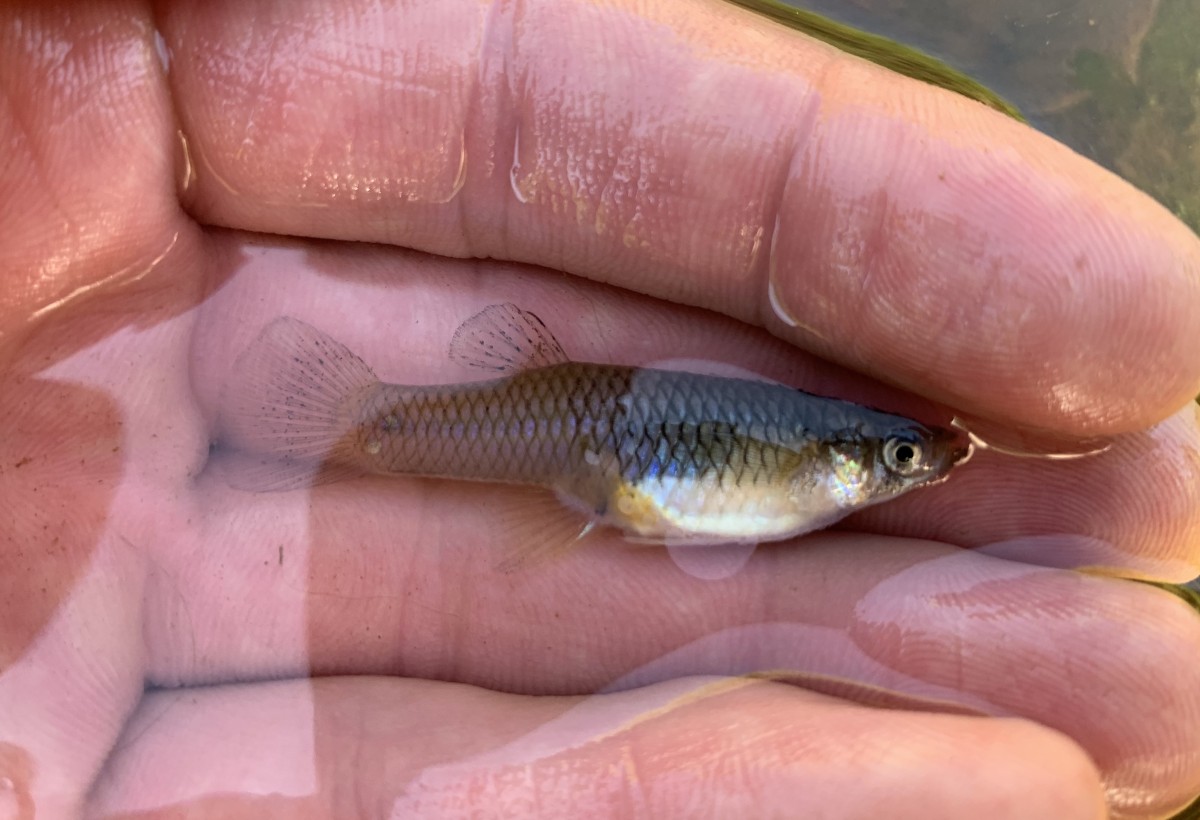 Mosquitofish, Western