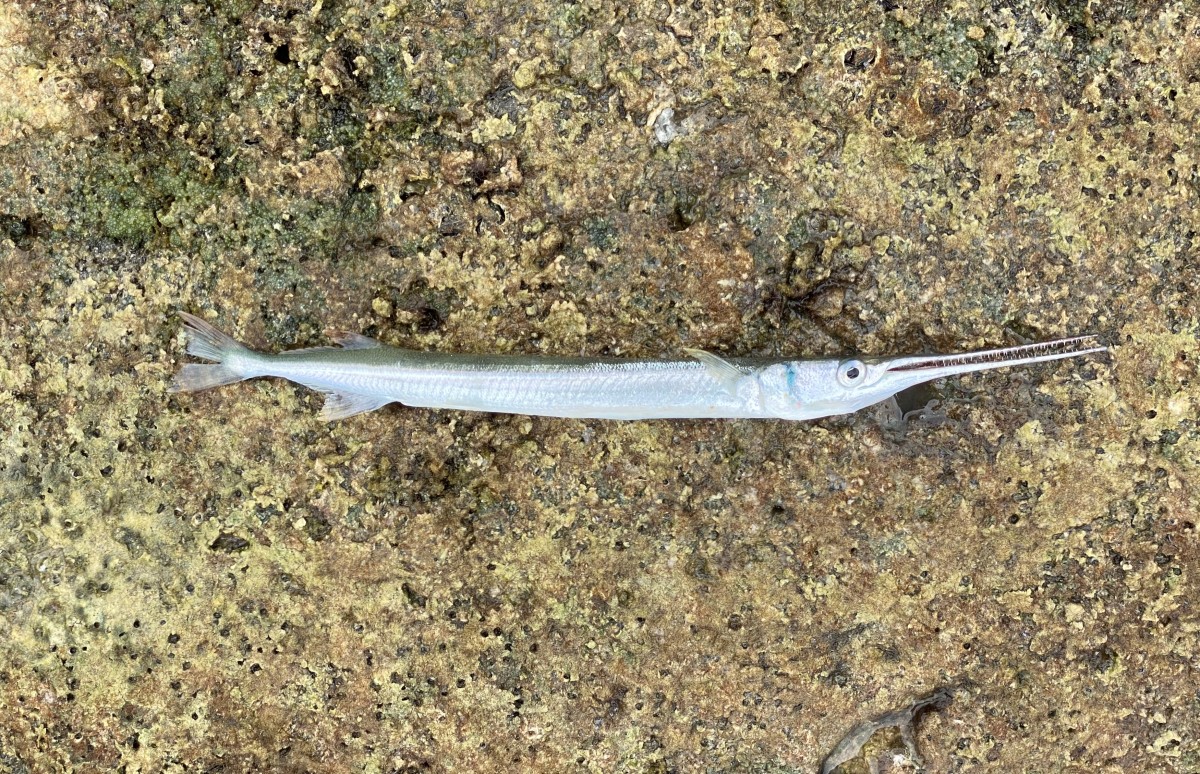 Needlefish, Redfin