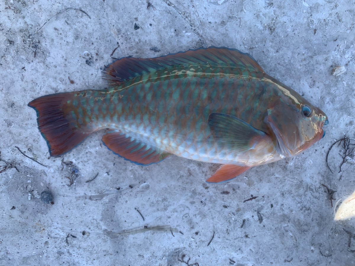 Parrotfish, Rainbow