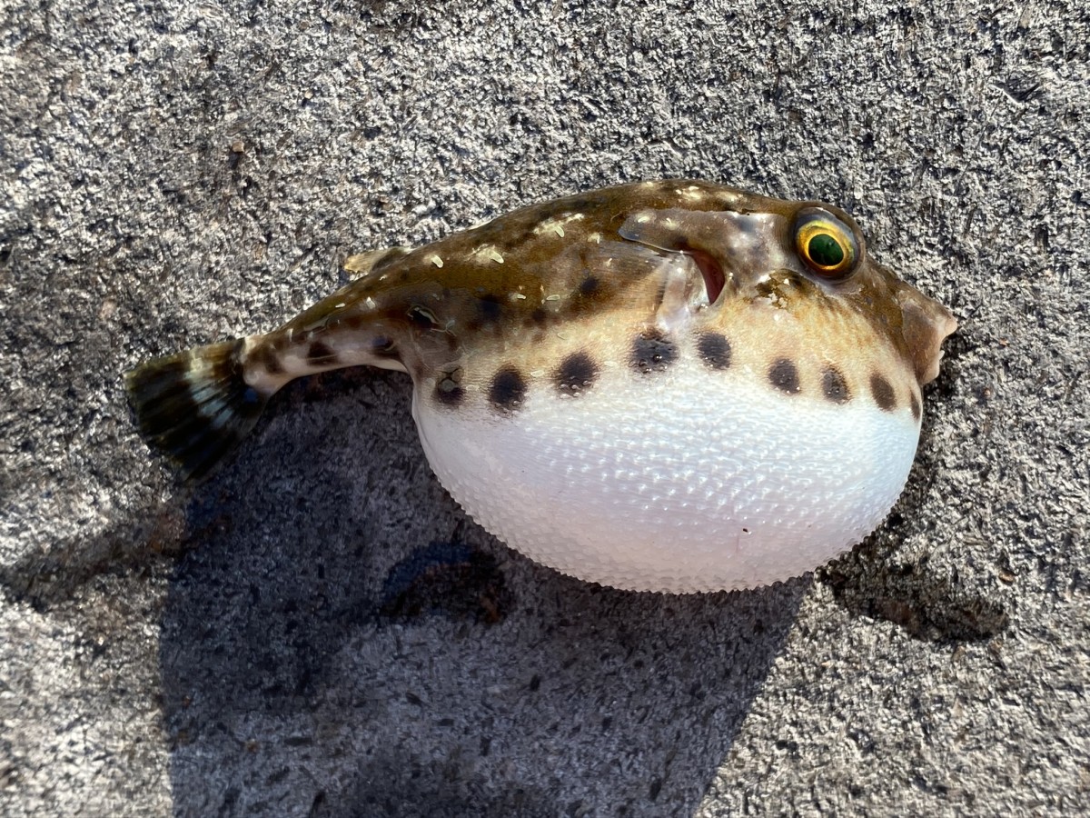 Puffer, Bandtail (Inflated)