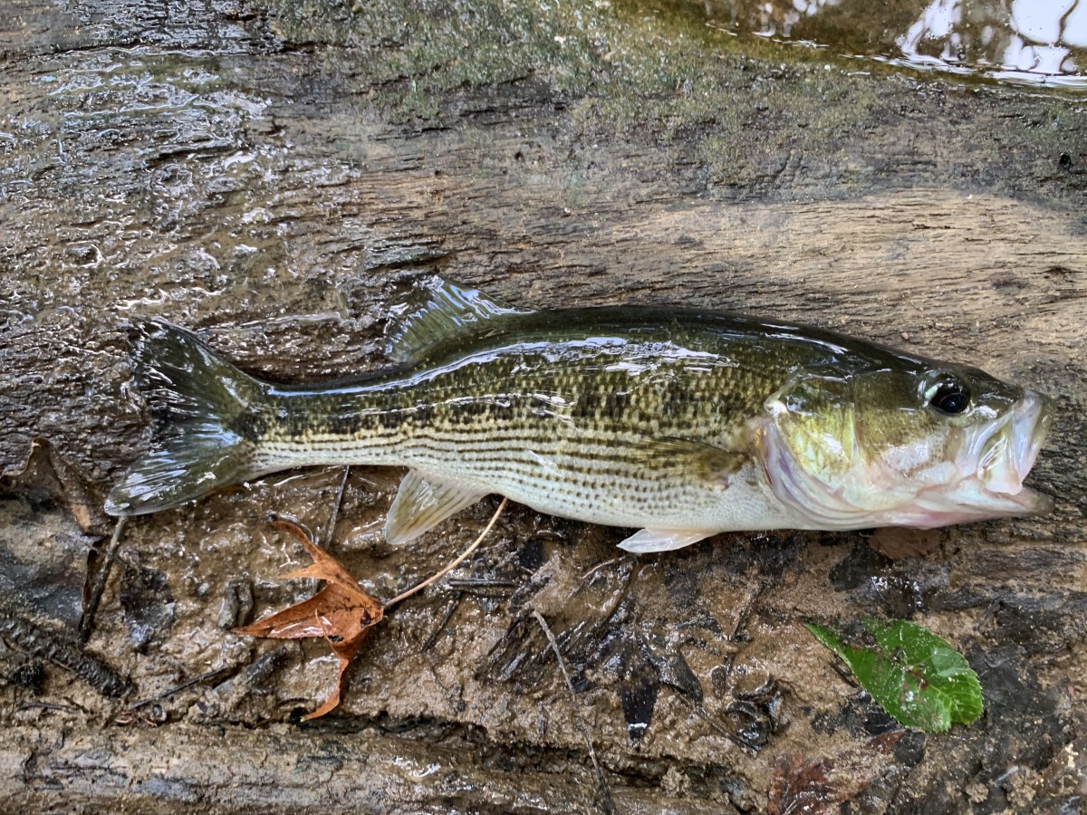 Bass, Warrior
