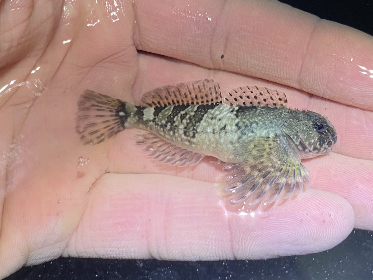 Sculpin, Bald