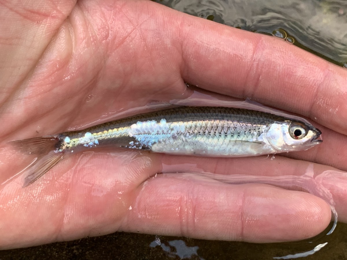 Shiner, Silver