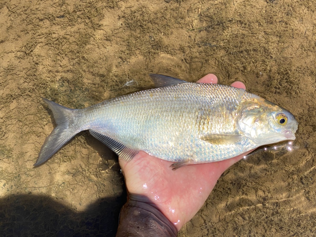 Shad, Gizzard
