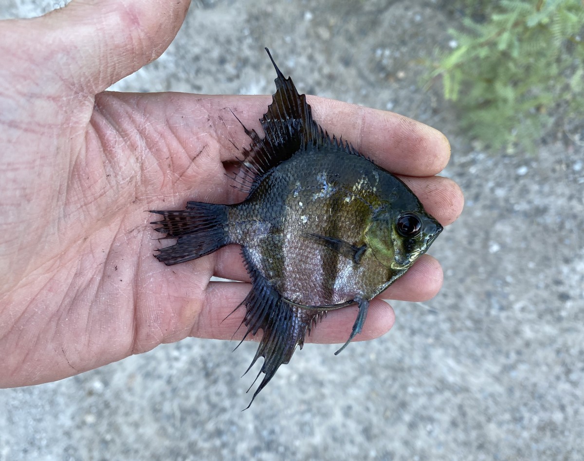 Angelfish, Freshwater