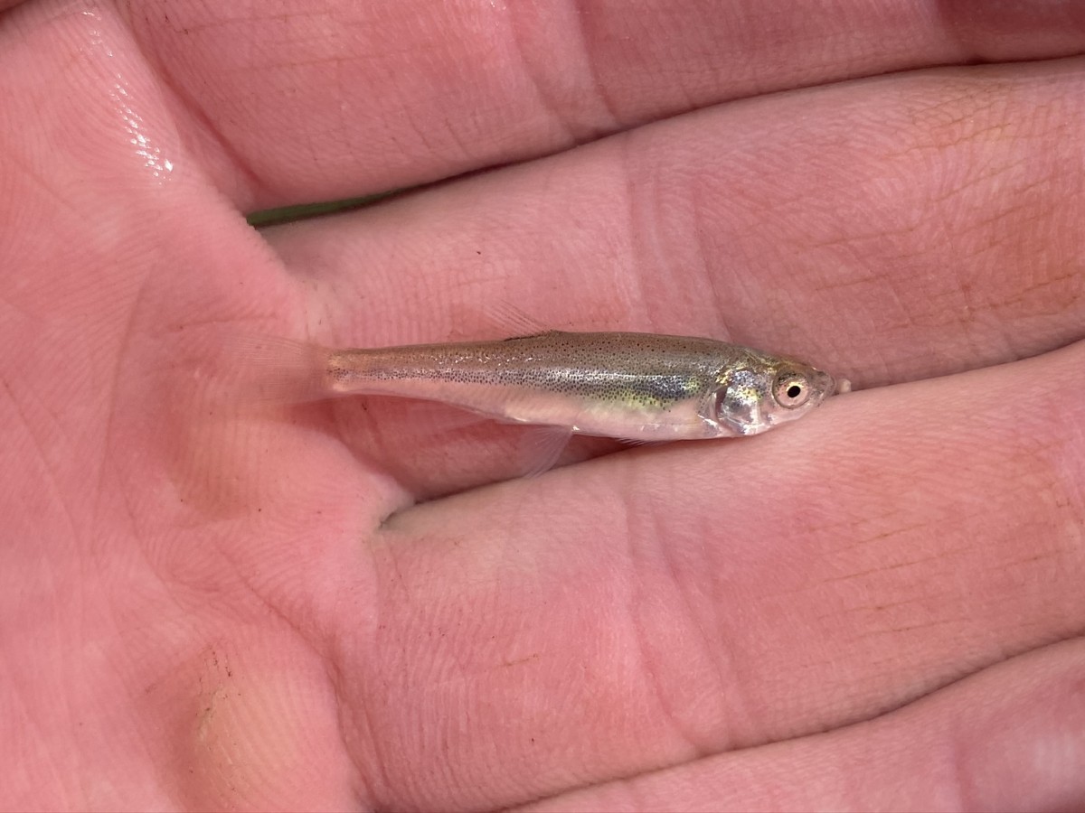 Chub, Southern Leatherside