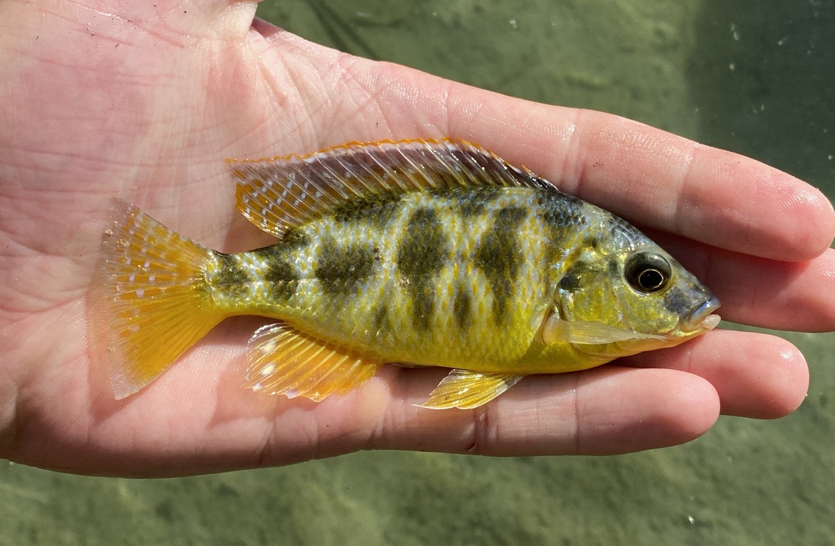Cichlid, Giraffe (Male)