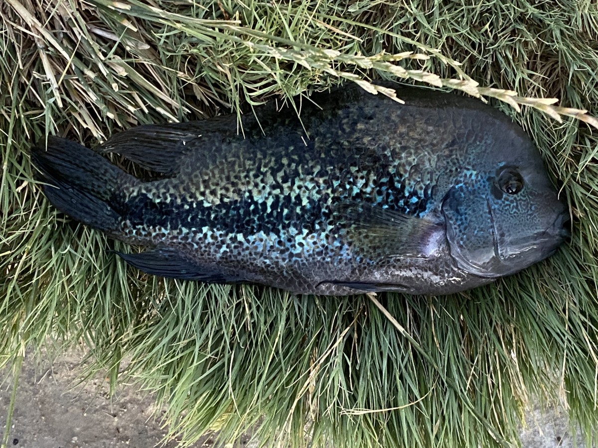 Cichlid, Oaxaca