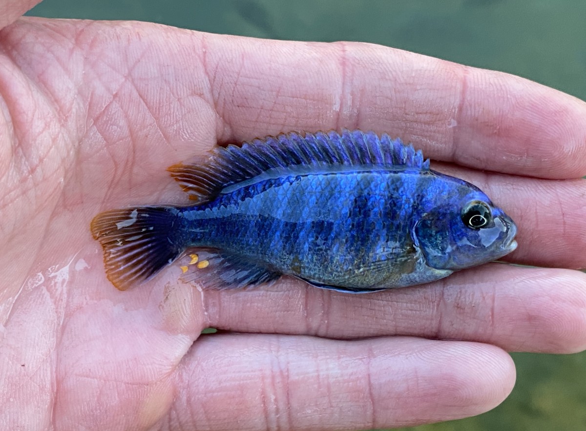 Cichlid, Red Zebra (Blue)