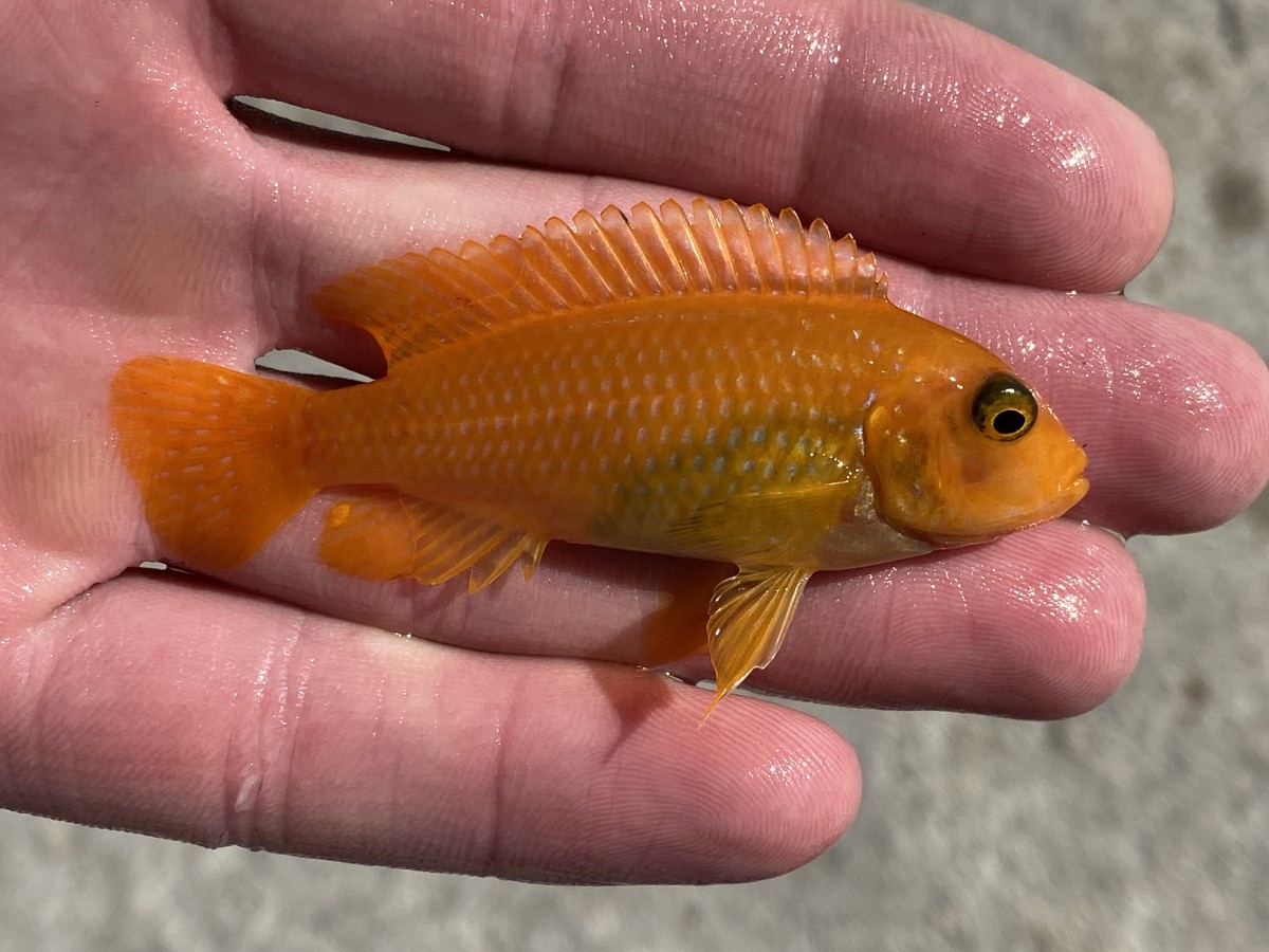 Cichlid, Red Zebra (Orange)