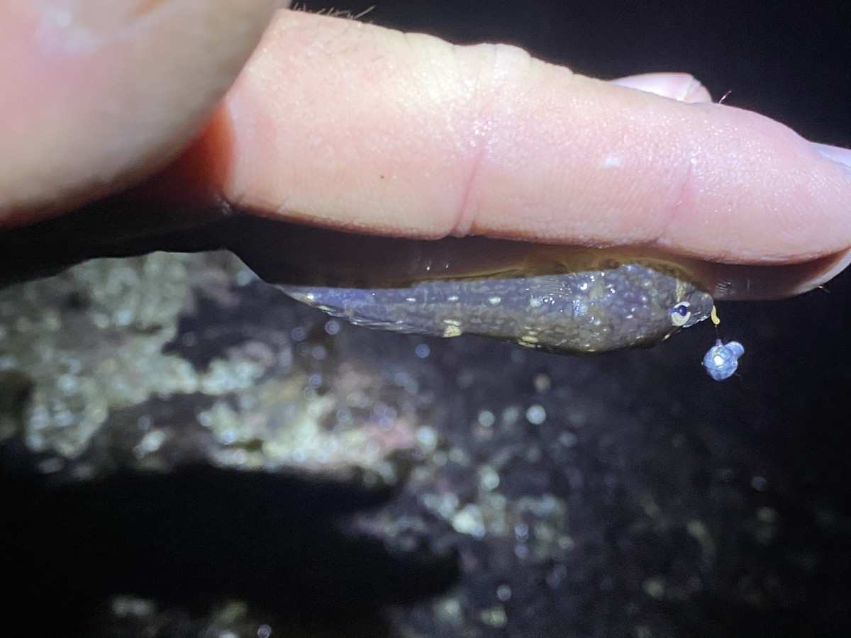 Clingfish, Northern
