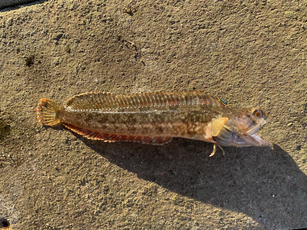 Fringehead, Onespot