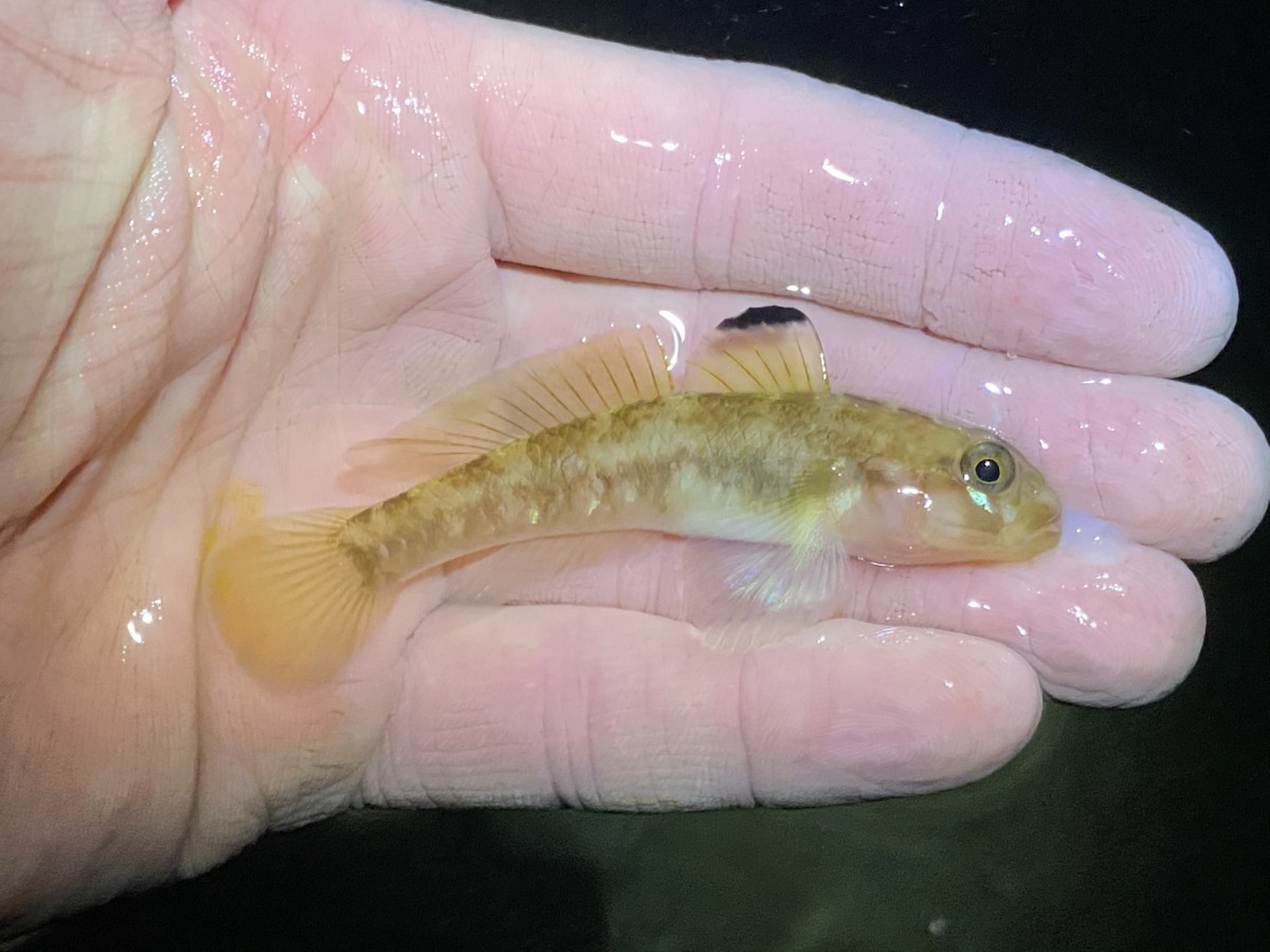 Goby, Blackeye