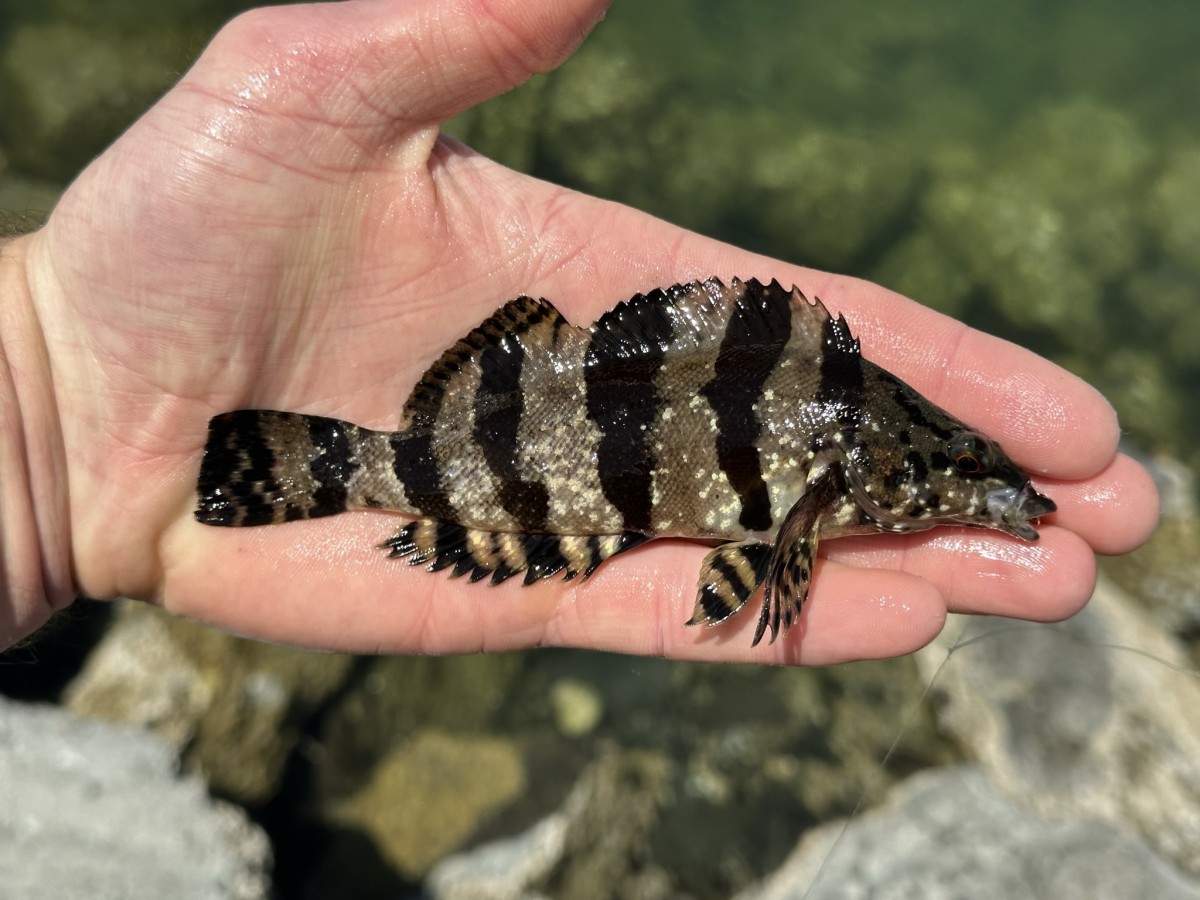 Greenling, Painted