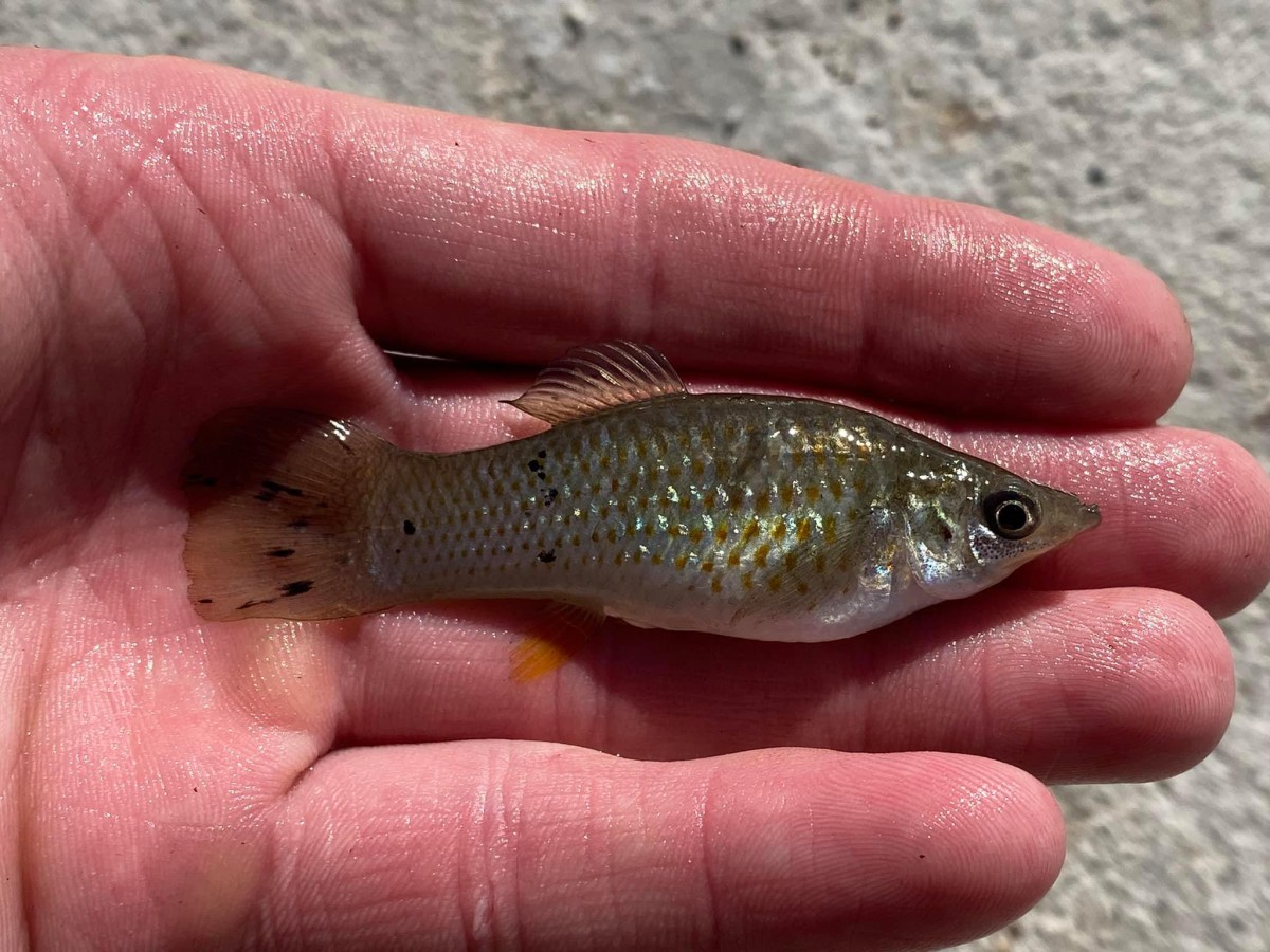 Molly, Sailfin