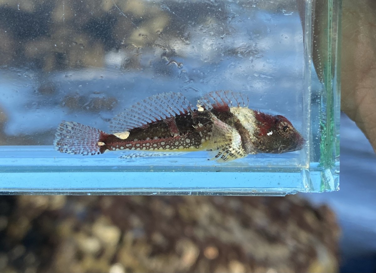 Sculpin, Coralline