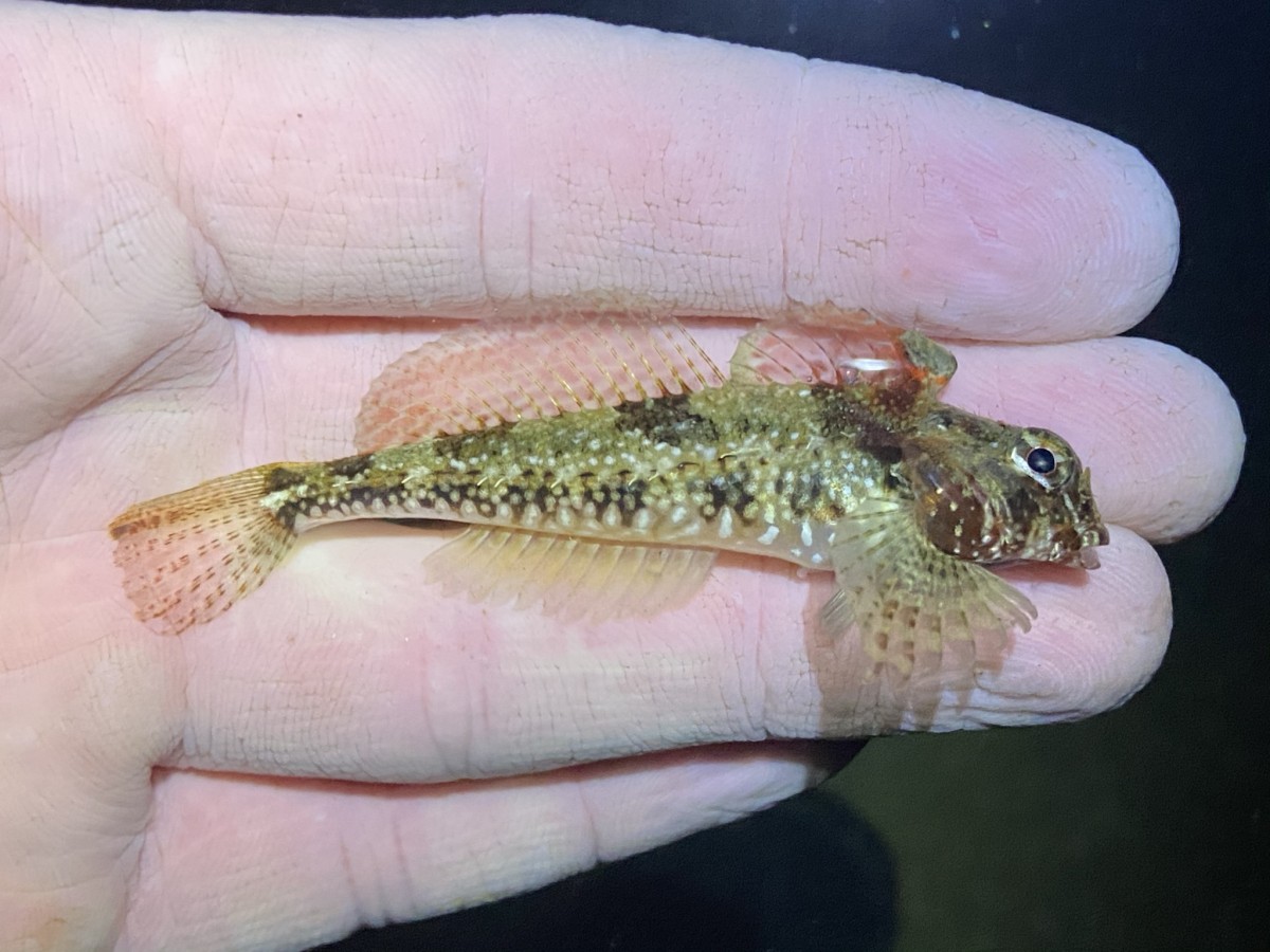 Sculpin, Snubnose