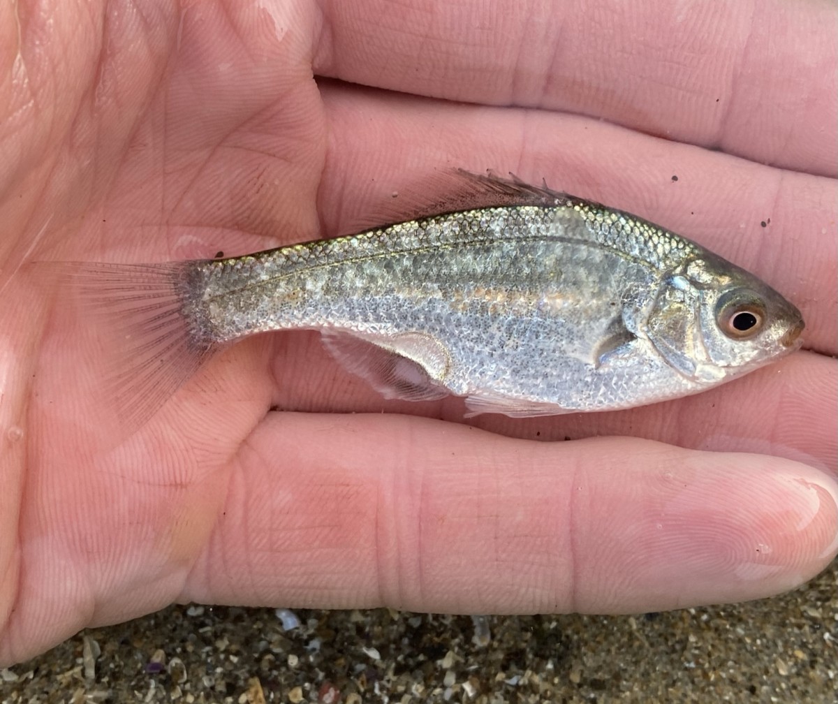 Sea_Surfperch, Reef