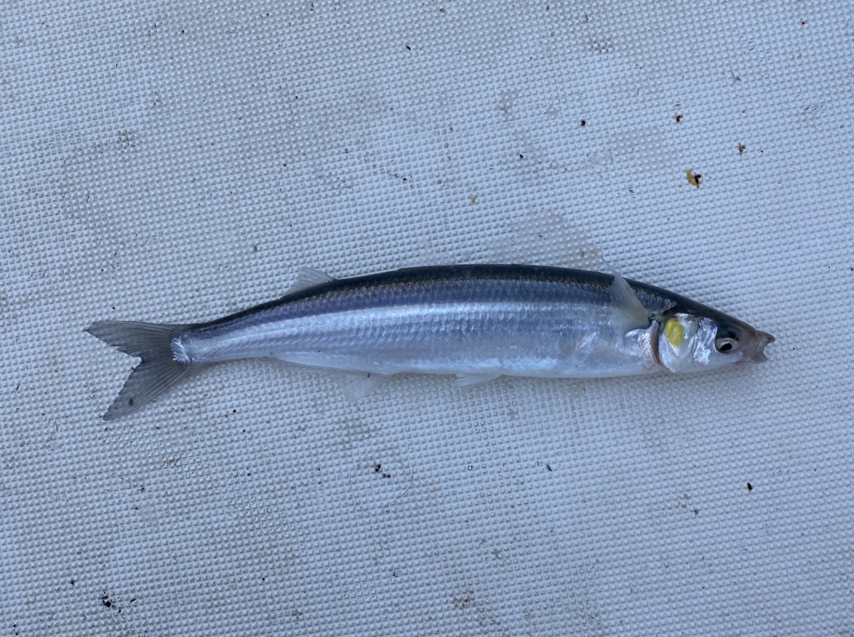 Silverside, Jacksmelt