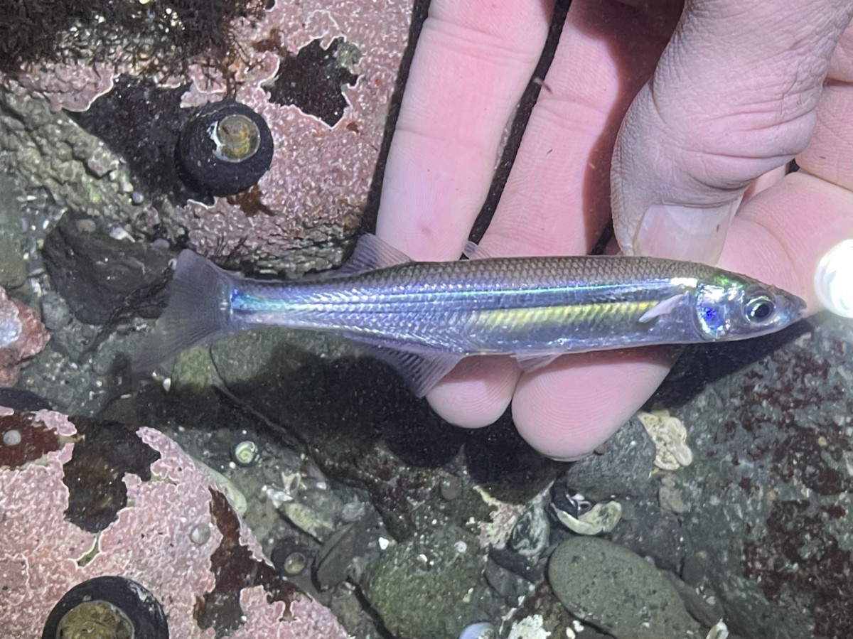 Silverside, Topsmelt