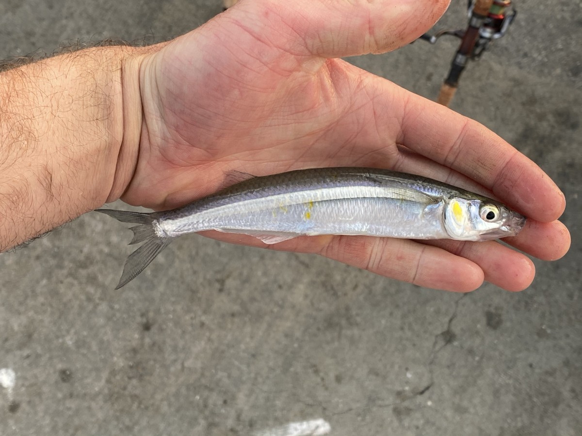 Silverside, Topsmelt (Adult)