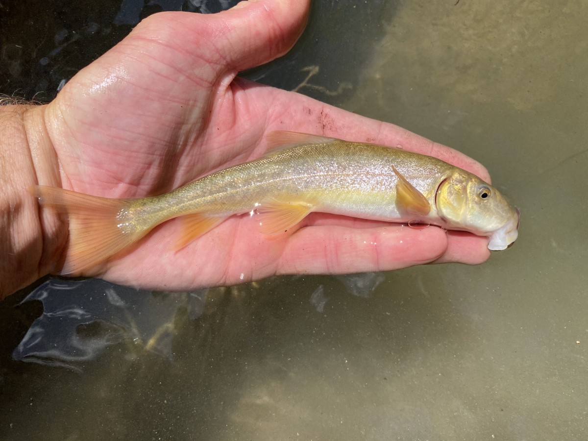 Sucker, Flannelmouth