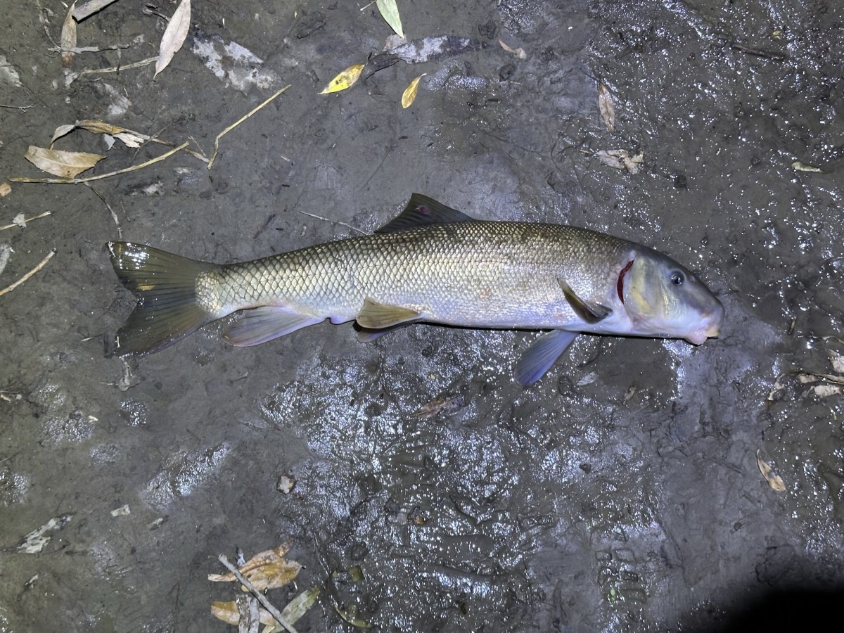 Sucker, Utah