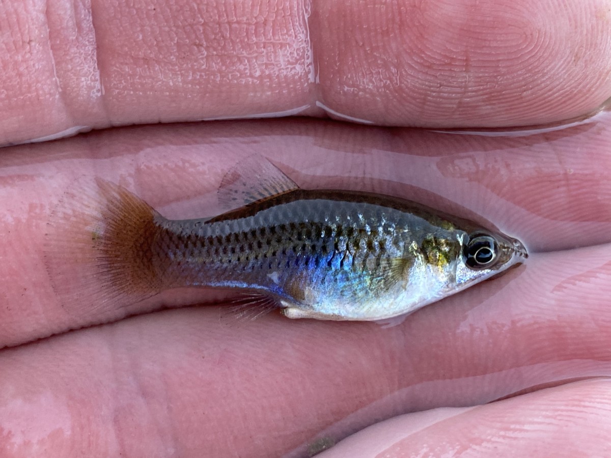 Xiphophorus maculatus, Southern Platy