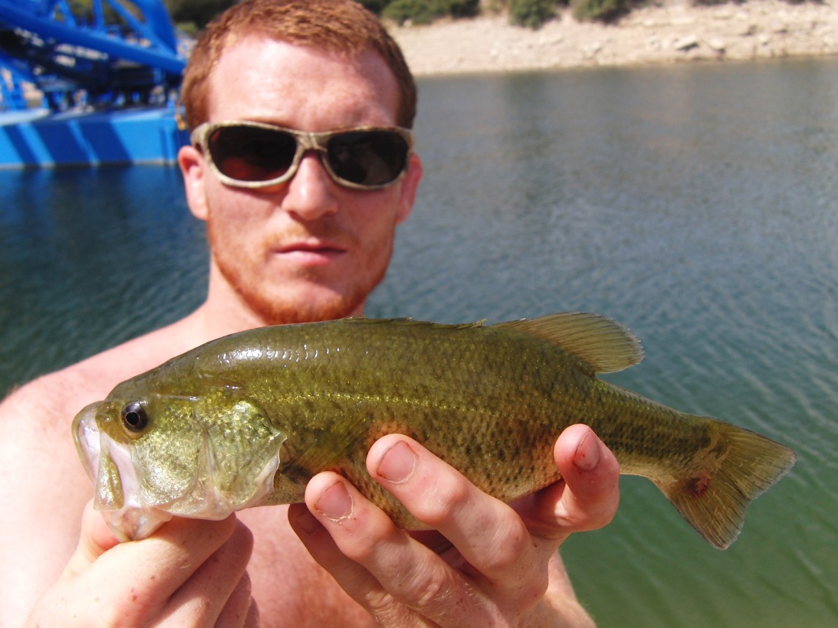 Largemouth Black Bass - 280g