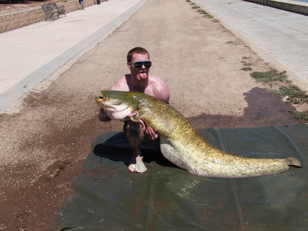 Welsh catfish - 42500g