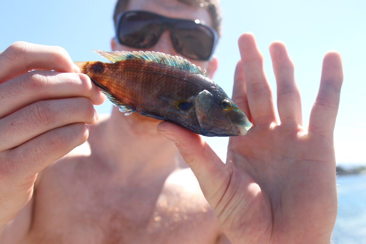 Axillery Wrasse - 44,1g