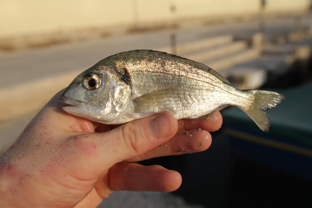 Gilthead seabream - 48,78g