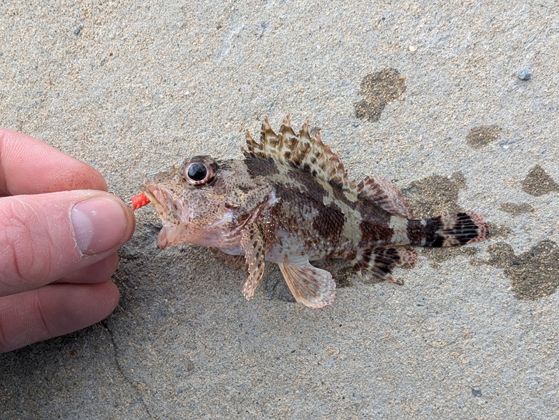 Madeira rockfish