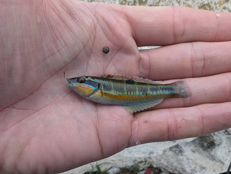 Ornate wrasse