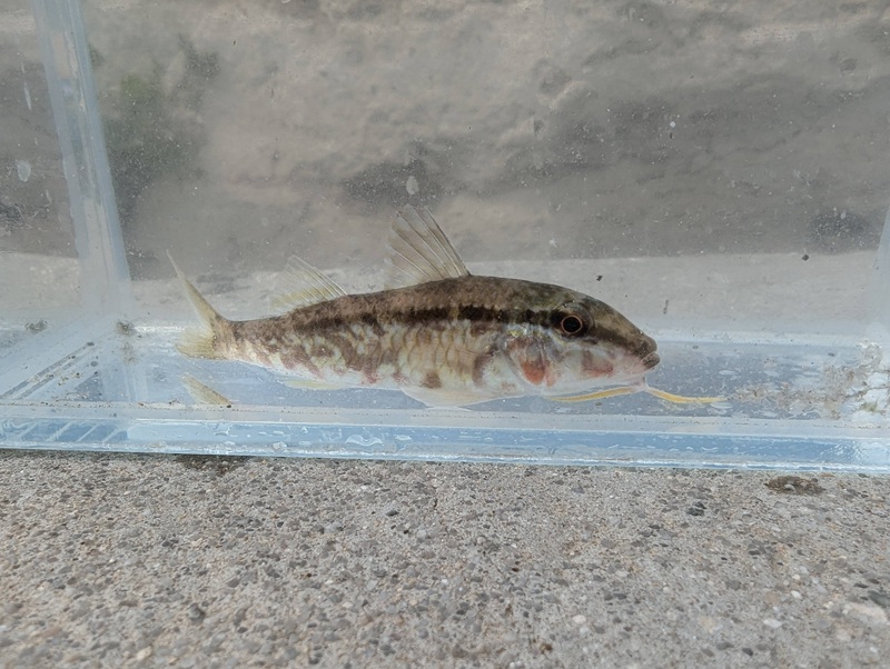 Red sea goatfish