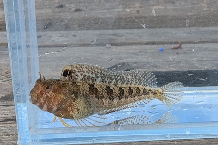 Ringneck blenny