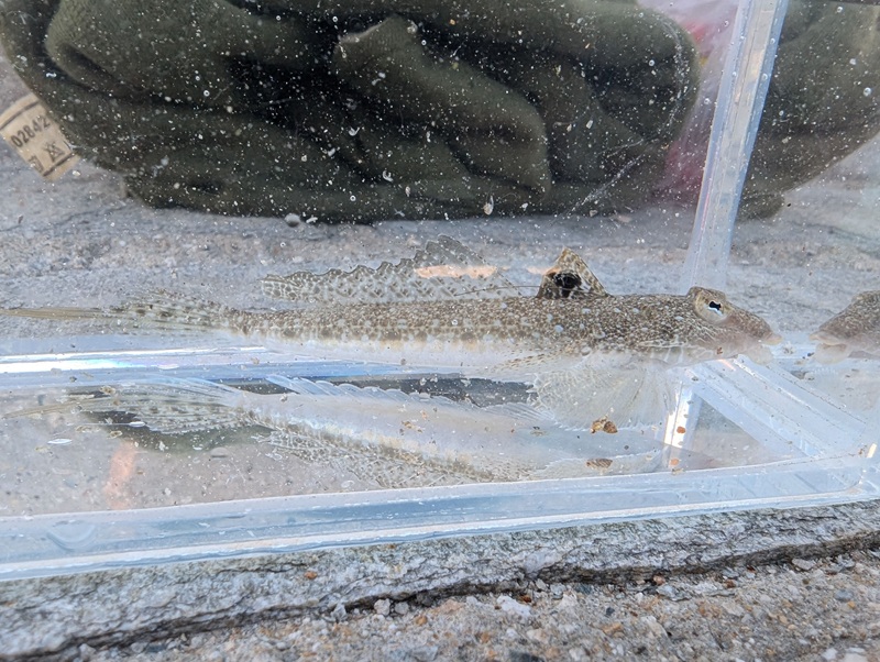 Risso's dragonet
