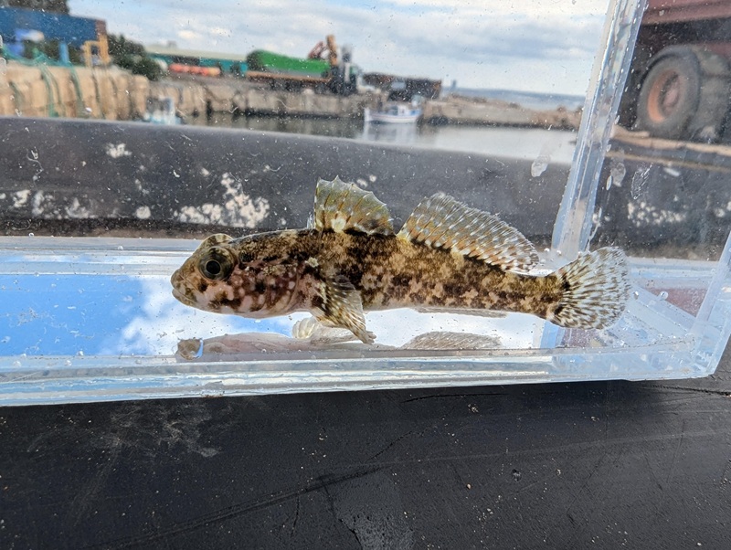 Rock goby