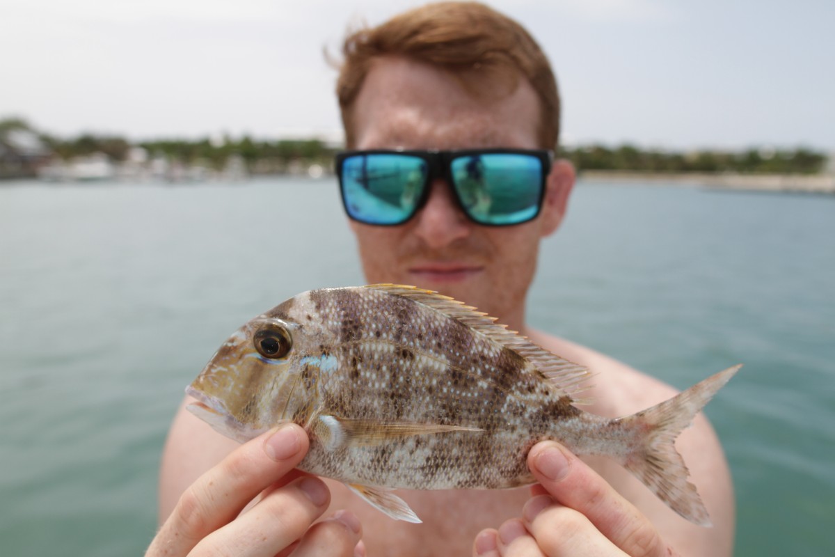 Whitebone porgy