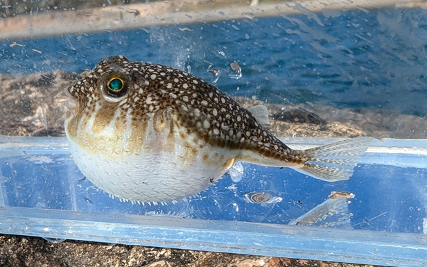 Yellowspotted pufferfish