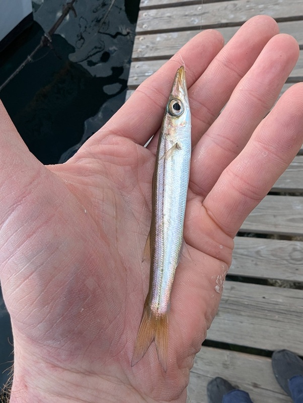 Yellowstripe barracuda