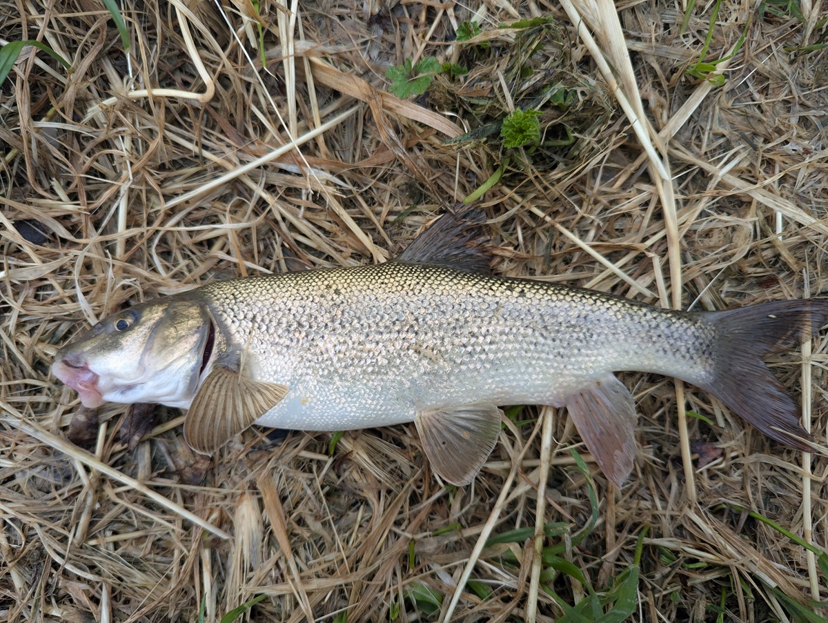 ITA - horse barbel