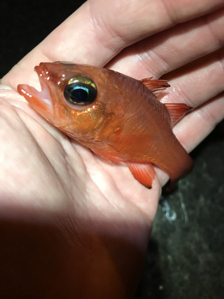 Mediterranean Cardinalfish